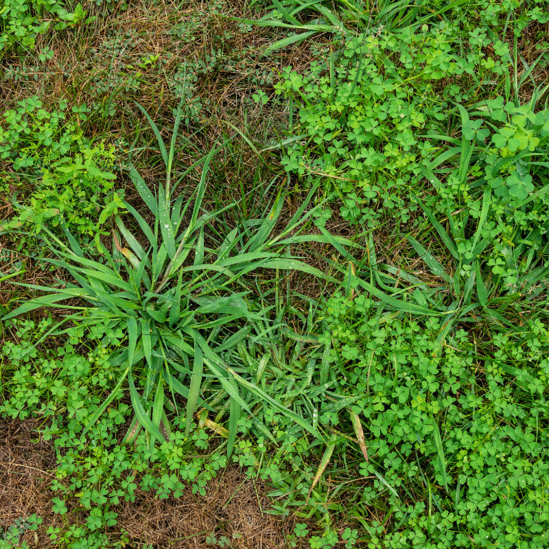 Weed Abatement Image